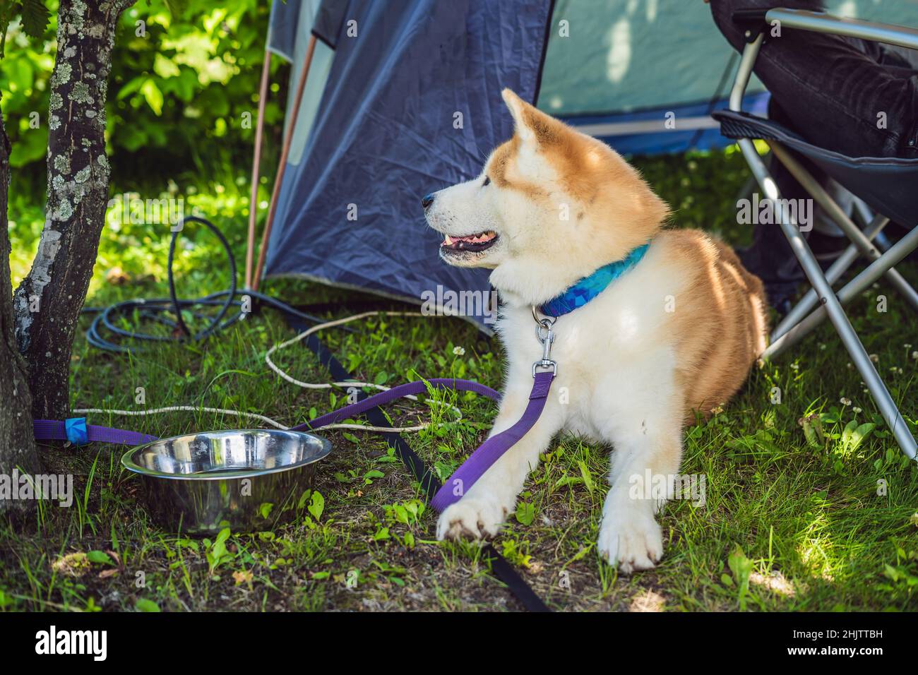 Japanese dog Akita inu portrait outdoor in a camp Stock Photo Alamy