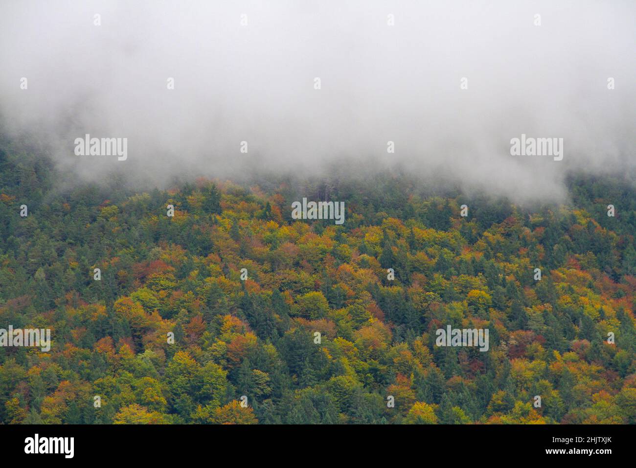 Thick fog over conifer forest hi-res stock photography and images - Alamy
