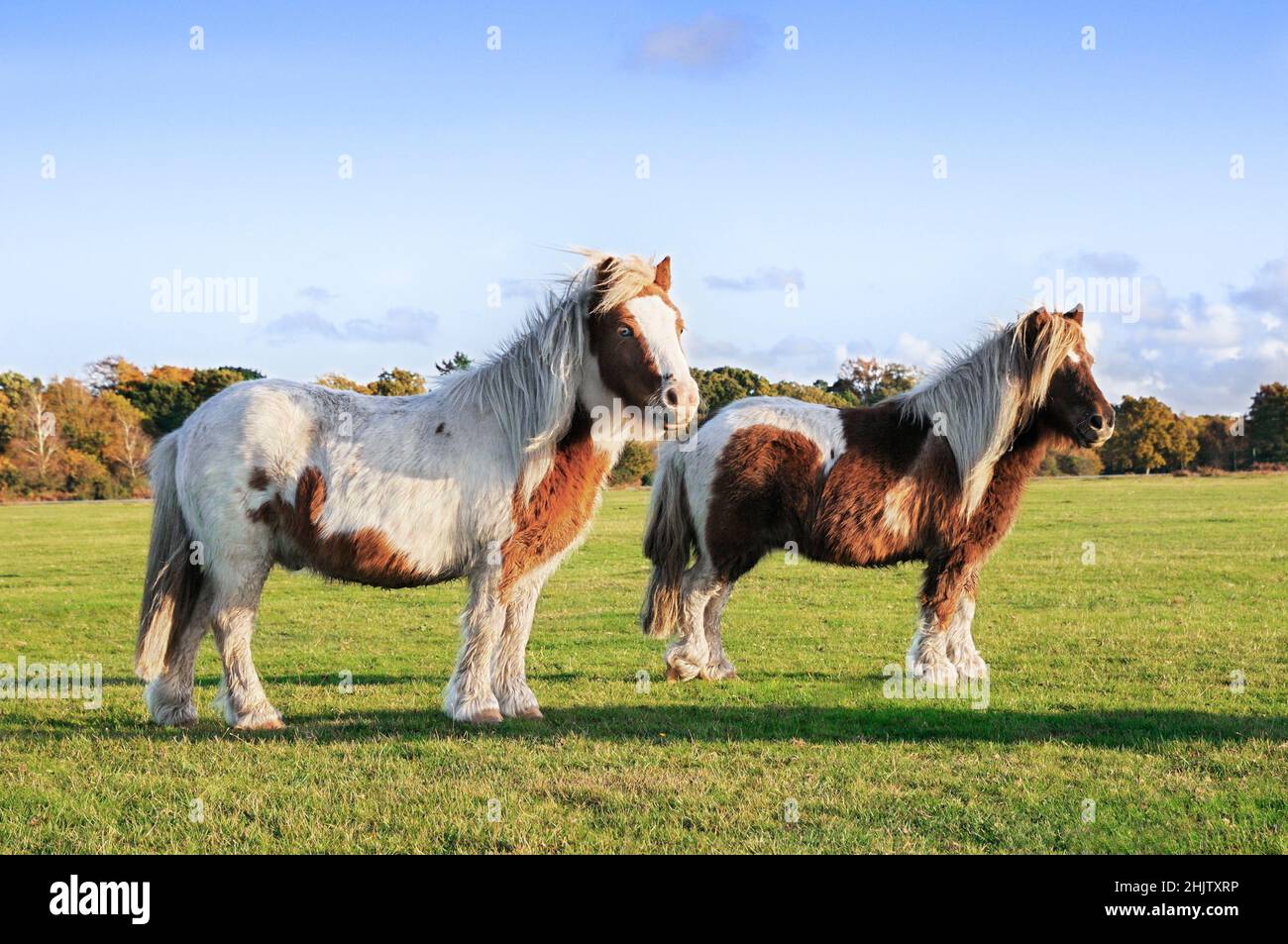Two New Forest ponies together on open grassland in sunshine, Brockenhurst, New Forest National Park, Hampshire, England, UK Stock Photo