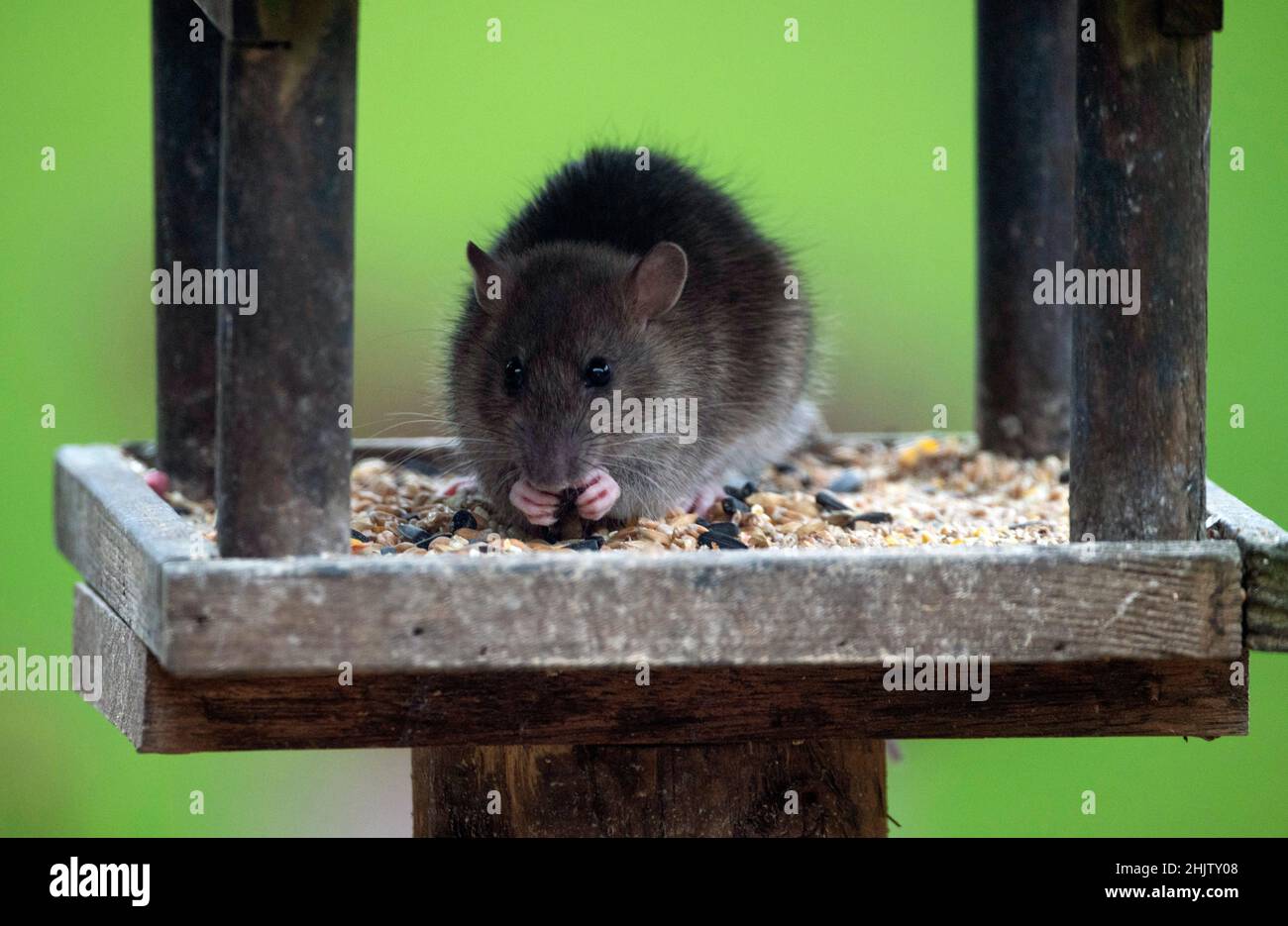A rat on the bird table eating bird seed, Worcestershire, UK Stock Photo