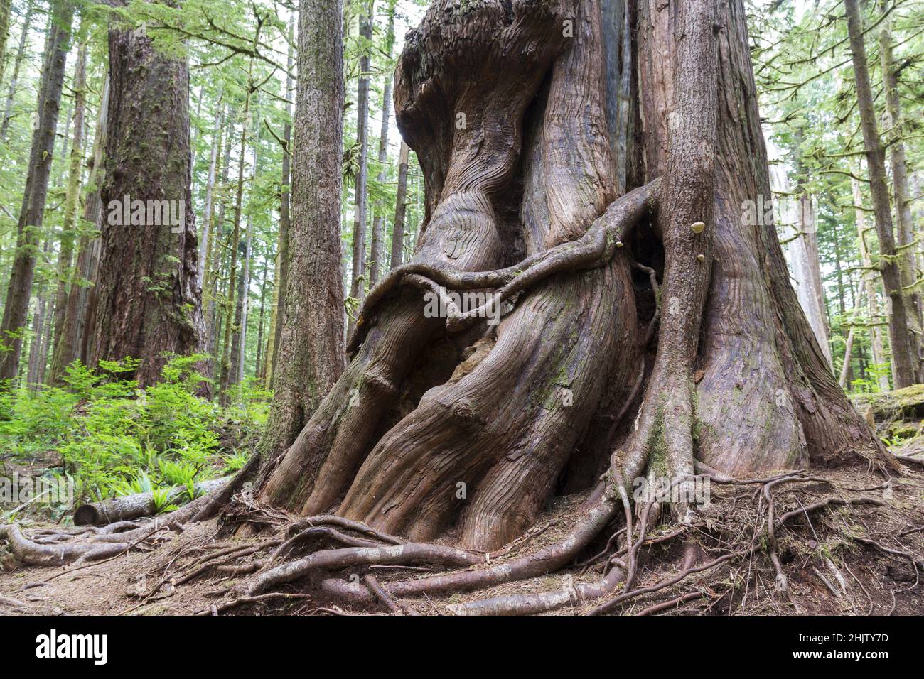 Gnarly Trunk Massive Giant Western Red Cedar Forest Tree. Avatar Groove near Port Renfrew, Pacific Northwest Vancouver Island British Columbia Canada Stock Photo