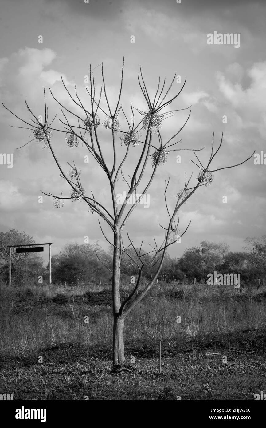 Grayscale of a tree in a field Stock Photo - Alamy