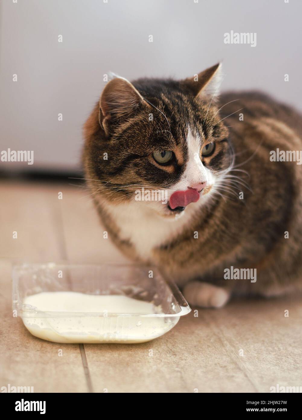 Domestic cat drinking milk from a bowl Stock Photo Alamy