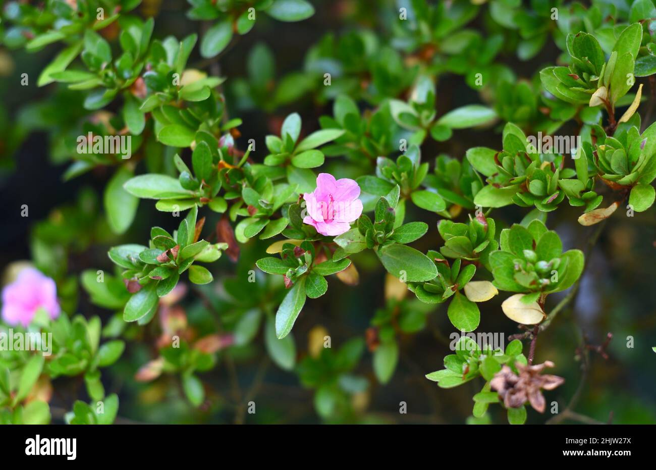 Azalea japonica Kirin or Rhododendron Kirin Stock Photo