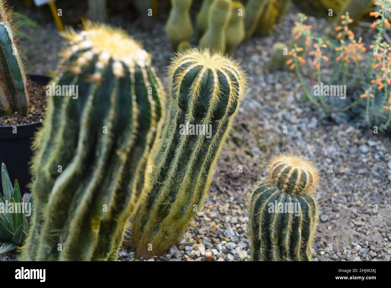 Parodia magnifica or Eriocactus magnificus cactuses without flowers Stock Photo