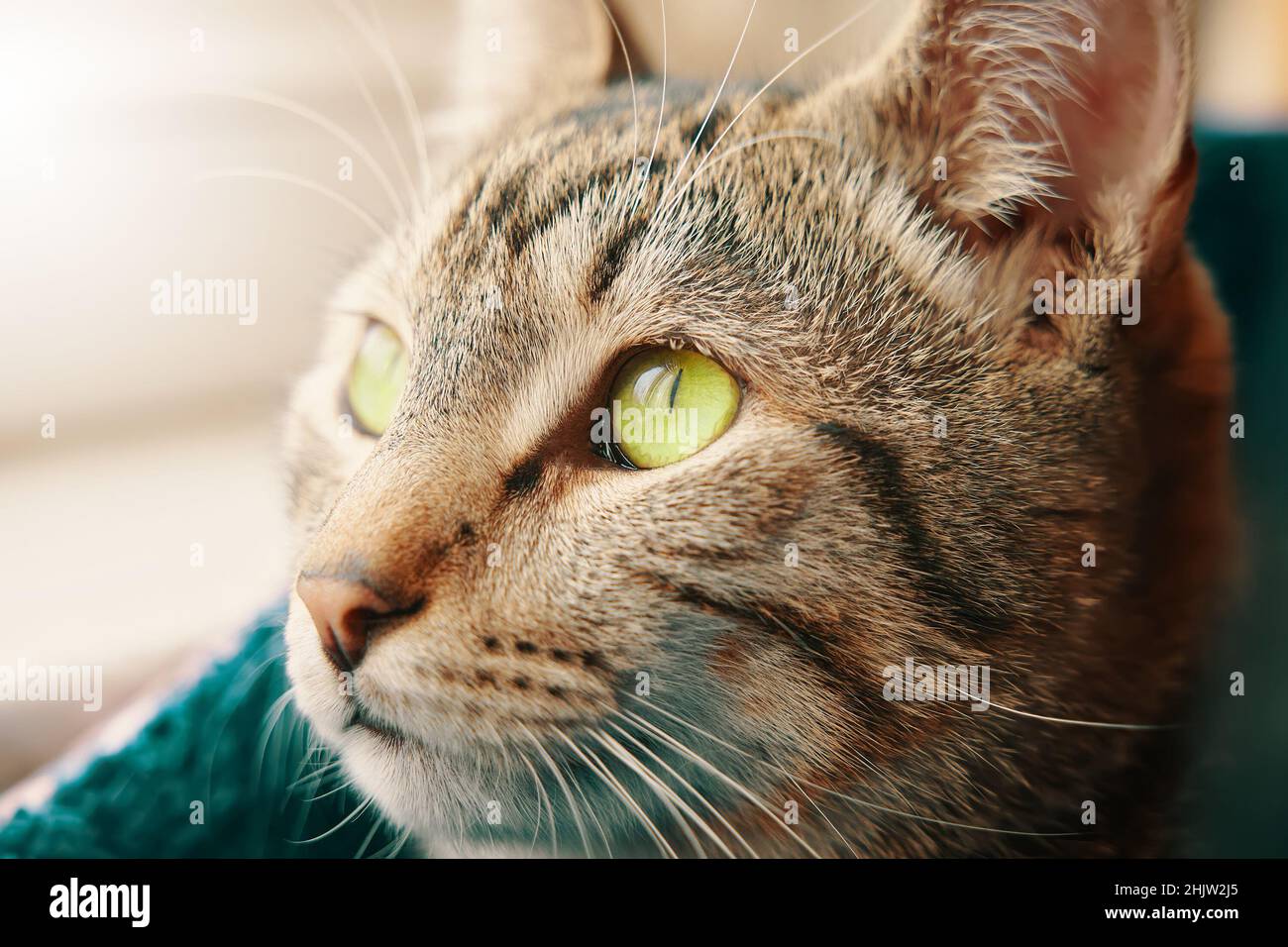 Tabby cat close-up Stock Photo - Alamy