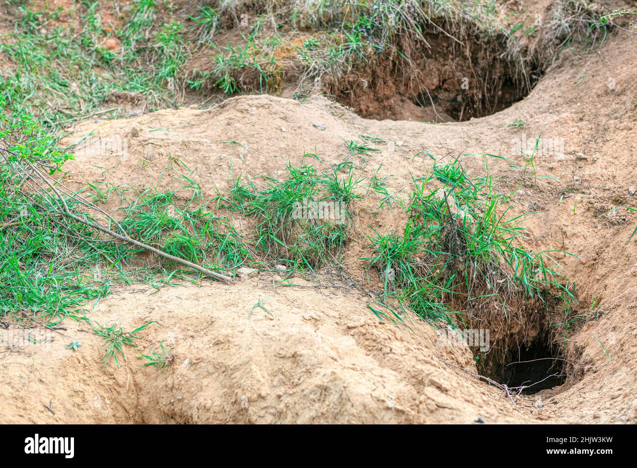 Wildlife dens in the ground . Underground holes for animals Stock Photo Alamy