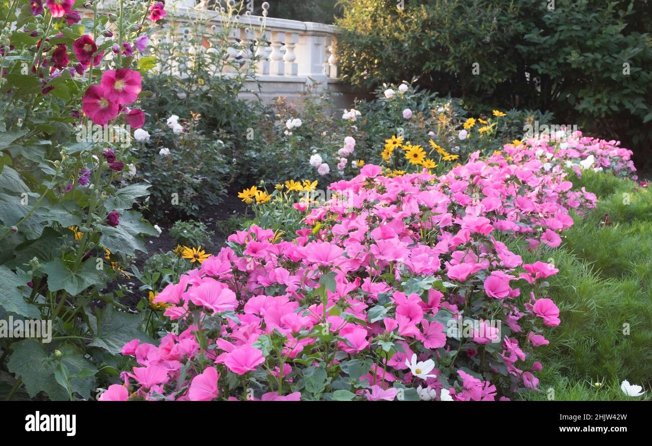 Beaulieu Gardens at the historic Lougheed House in Calgary, Canada. Pink Lavatera Ruby Regis flowers (Lavatera trimestris) and Hollyhocks in bloom Stock Photo