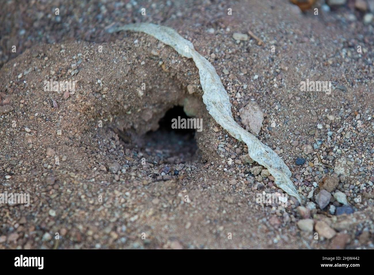 Shedded snake skin beside den in Sonoran desert. Stock Photo