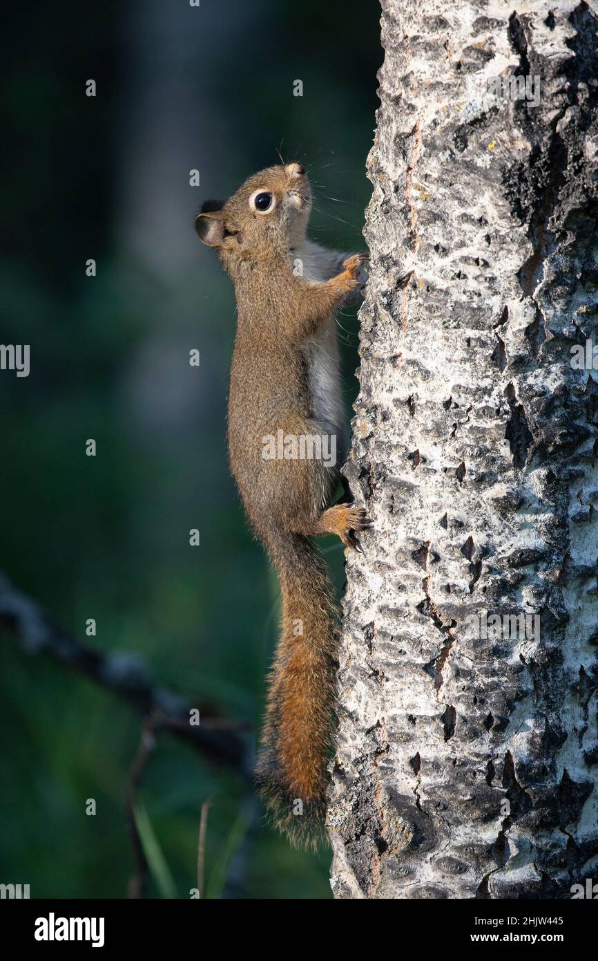 Red Squirrel climbing up poplar tree trunk in forest. Tamiasciurus hudsonicus Stock Photo