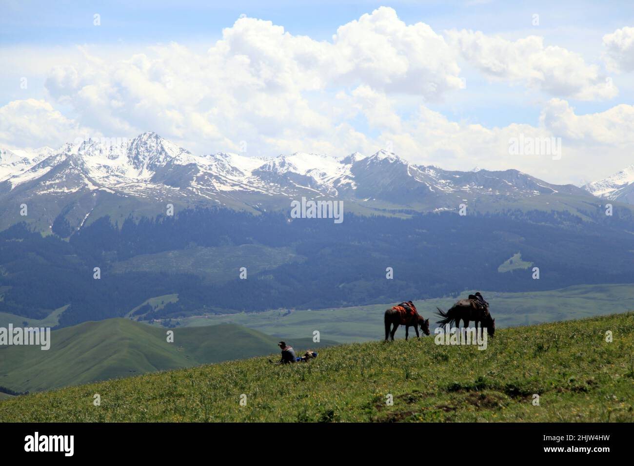 Beautiful rural landscape with horses grazing on a pasture and snowy ...
