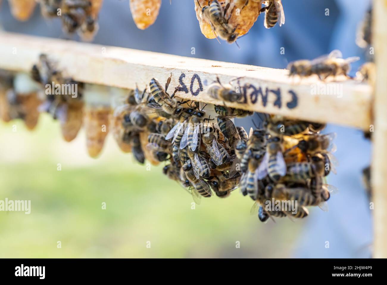 Beekeeping queen cell for larvae queen bees. beekeeper in apiary with queen bees, ready to go out for breeding bee queens. Royal jelly in plastic quee Stock Photo