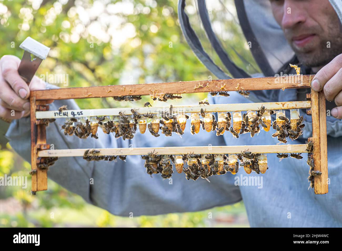 Beekeeping queen cell for larvae queen bees. beekeeper in apiary with queen bees, ready to go out for breeding bee queens. Royal jelly in plastic quee Stock Photo