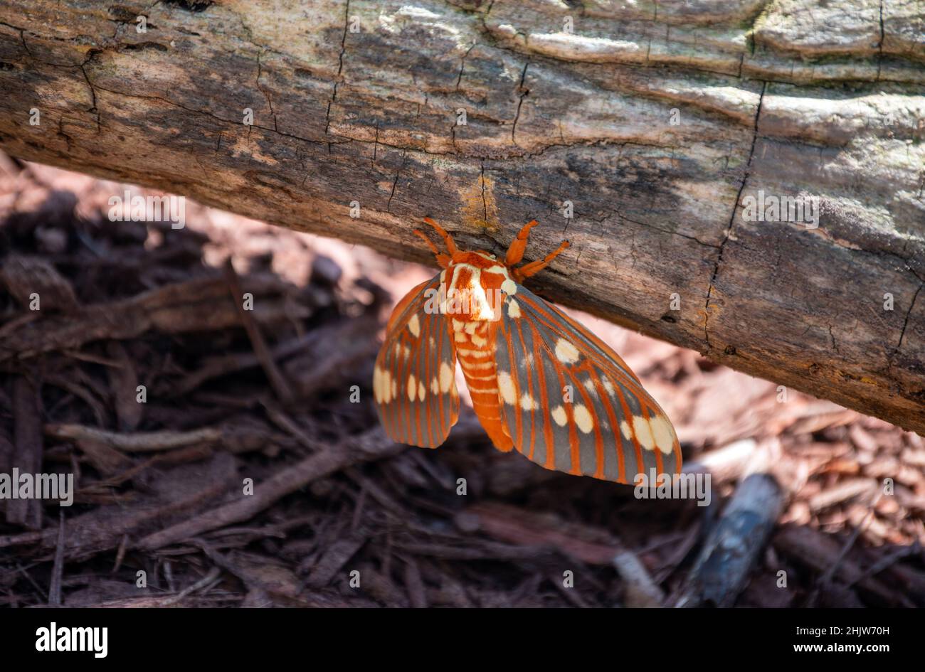 This regal moth is a handsome specimen. It rests o the side of a rotting log. Bokeh effect. Stock Photo