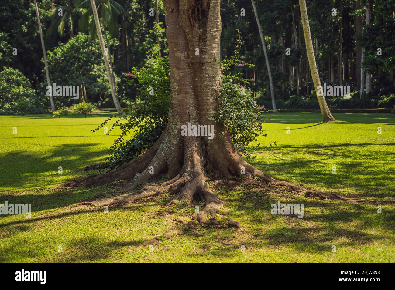 The roots of an old tree, bali. Travel destination of Bali island, culture, art objects, of Indonesian people Stock Photo
