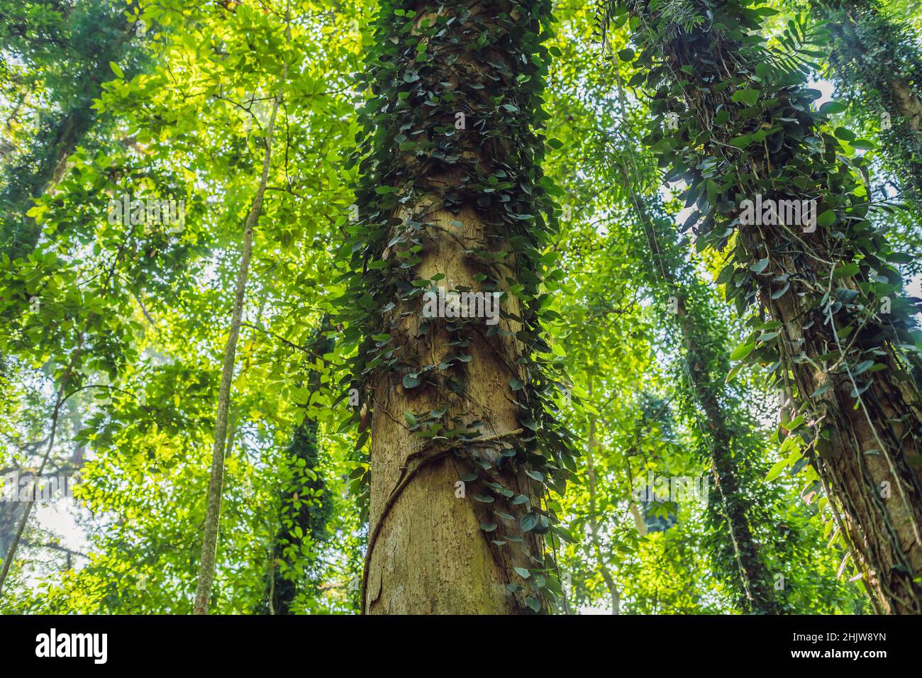 Thick thickets of rainforest Bali Island Indonesia Stock Photo Alamy