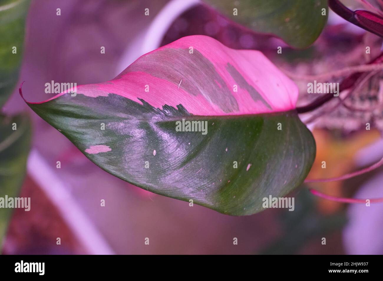Beautiful pink and dark green variegated leaf of Philodendron Pink