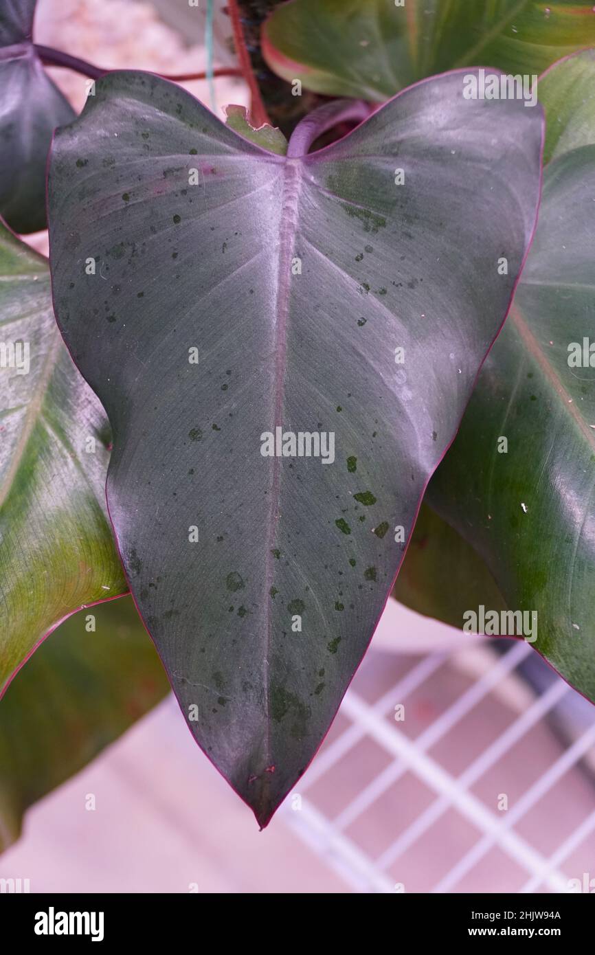 philodendron scandens pictum Philodendron scandens variegata 6