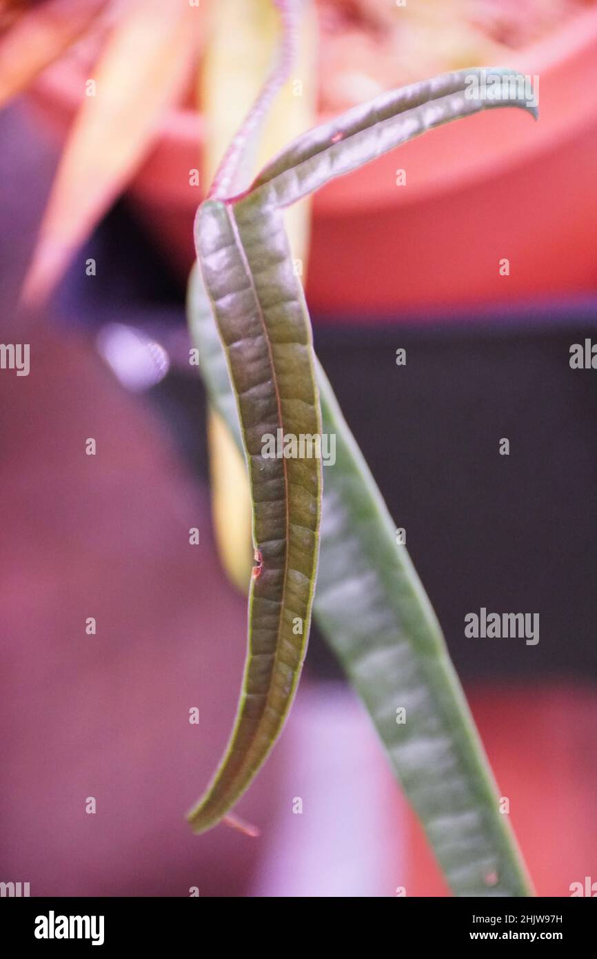 anthurium beliza Anthurium Velvet Abyss main image 1