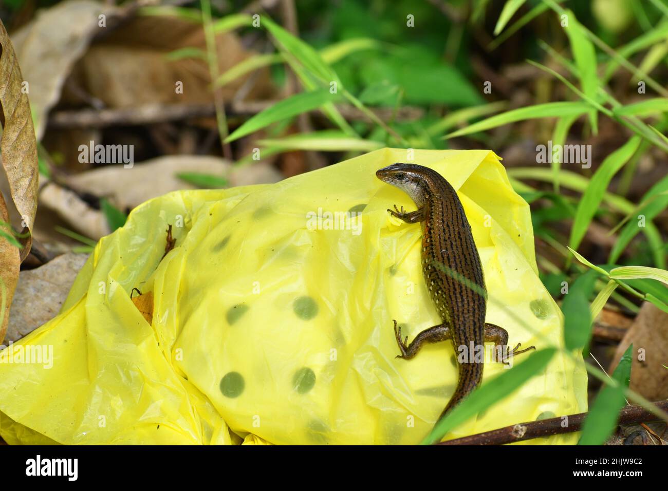 Common sun skink rest on plastic waste. Stock Photo