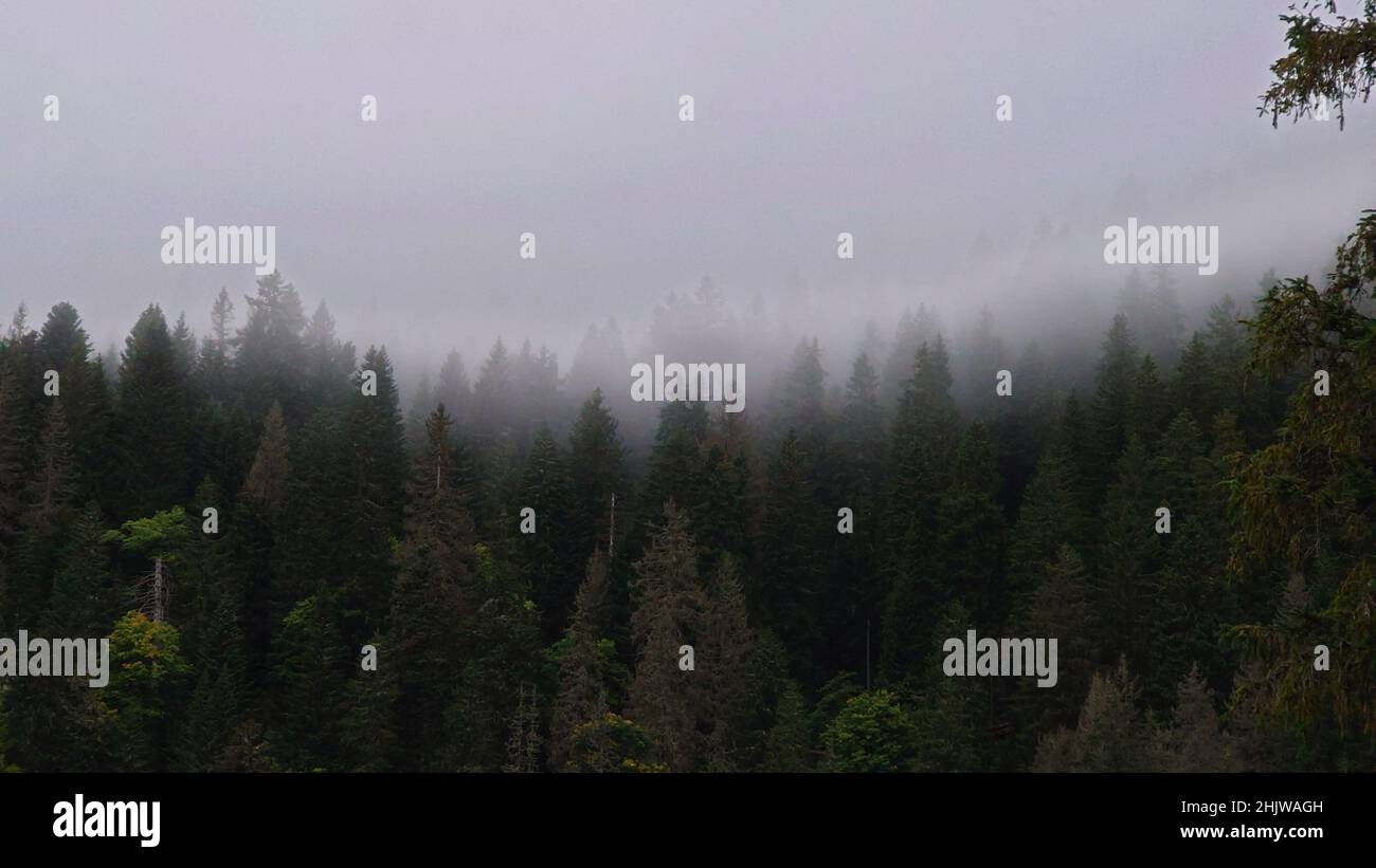 Aerial view of a pine forest in the foggy weather Stock Photo - Alamy