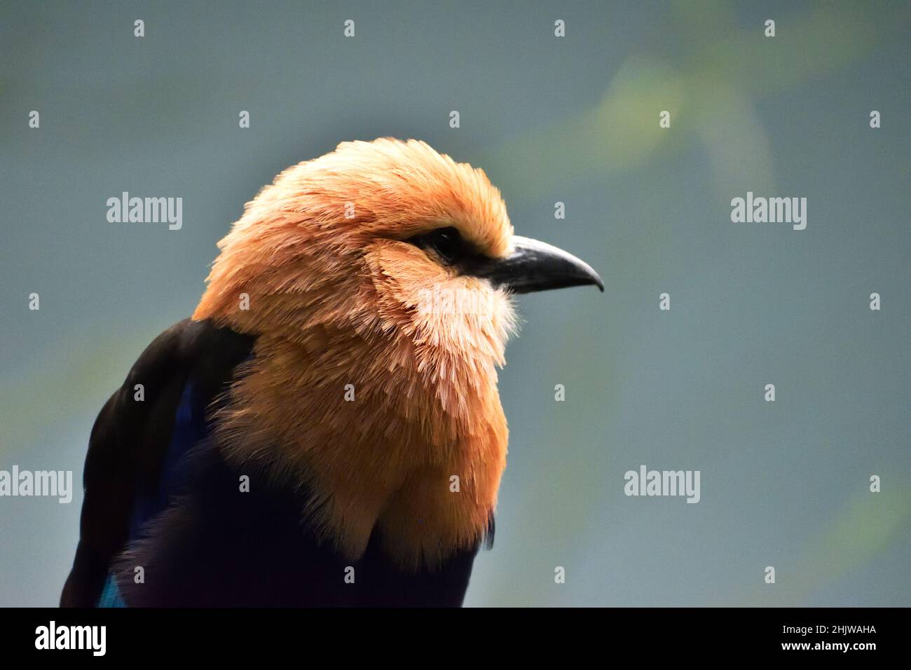 A selective of a blue bellied roller (Coracias cyanogaster) Stock Photo