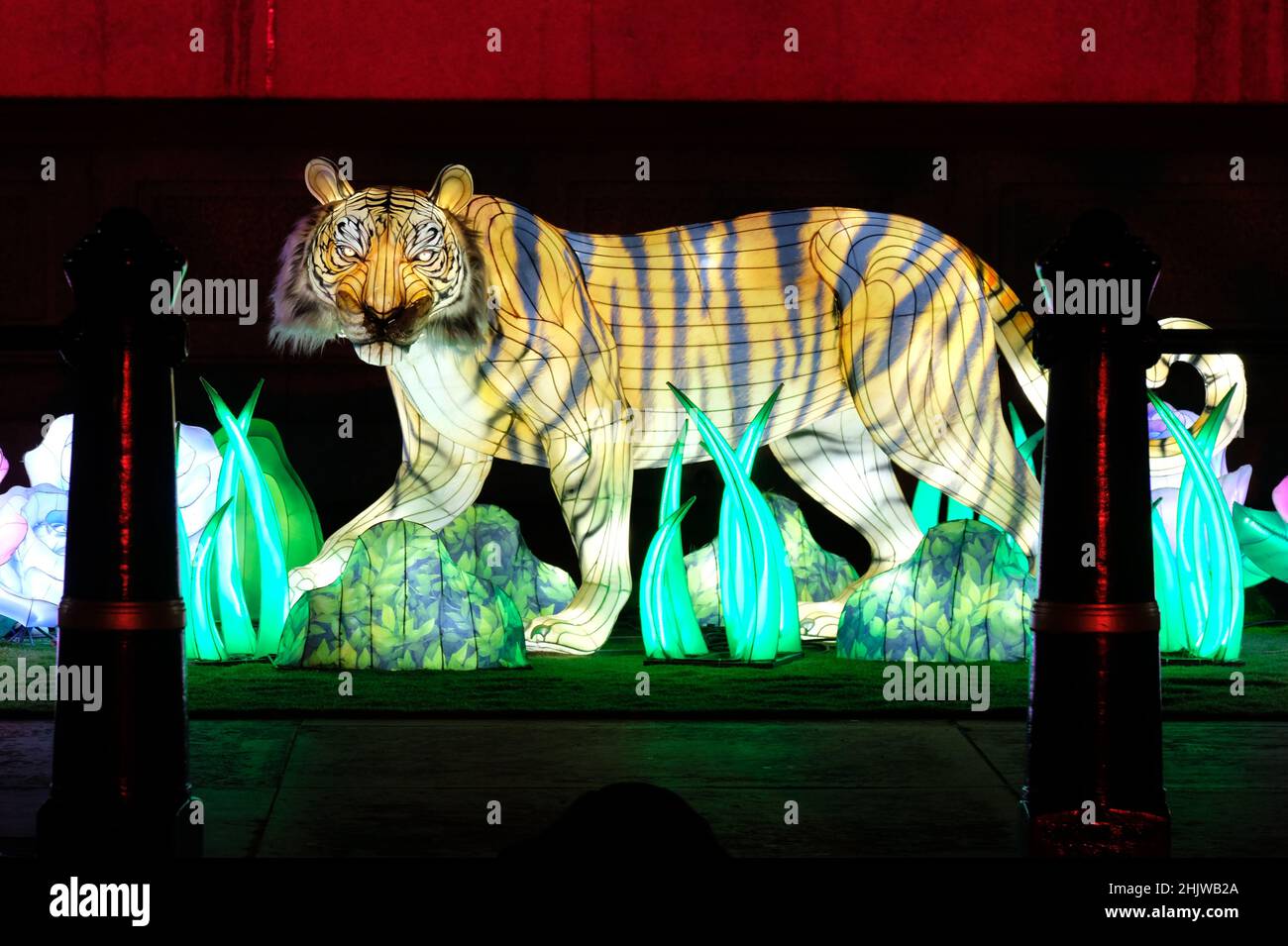 London, UK, 31st Jan, 2022.  An illuminated tiger in Trafalgar Square as part of Chinese New Year celebrations, which falls on February 1st and ushers in the Year of the Tiger.  A lion and dragon dance was performed mainly for dignataries and officials as planned public celebrations were scaled back this year due to Covid pandemic related planning time issues.  Credit: Eleventh Hour Photography/Alamy Live News Stock Photo