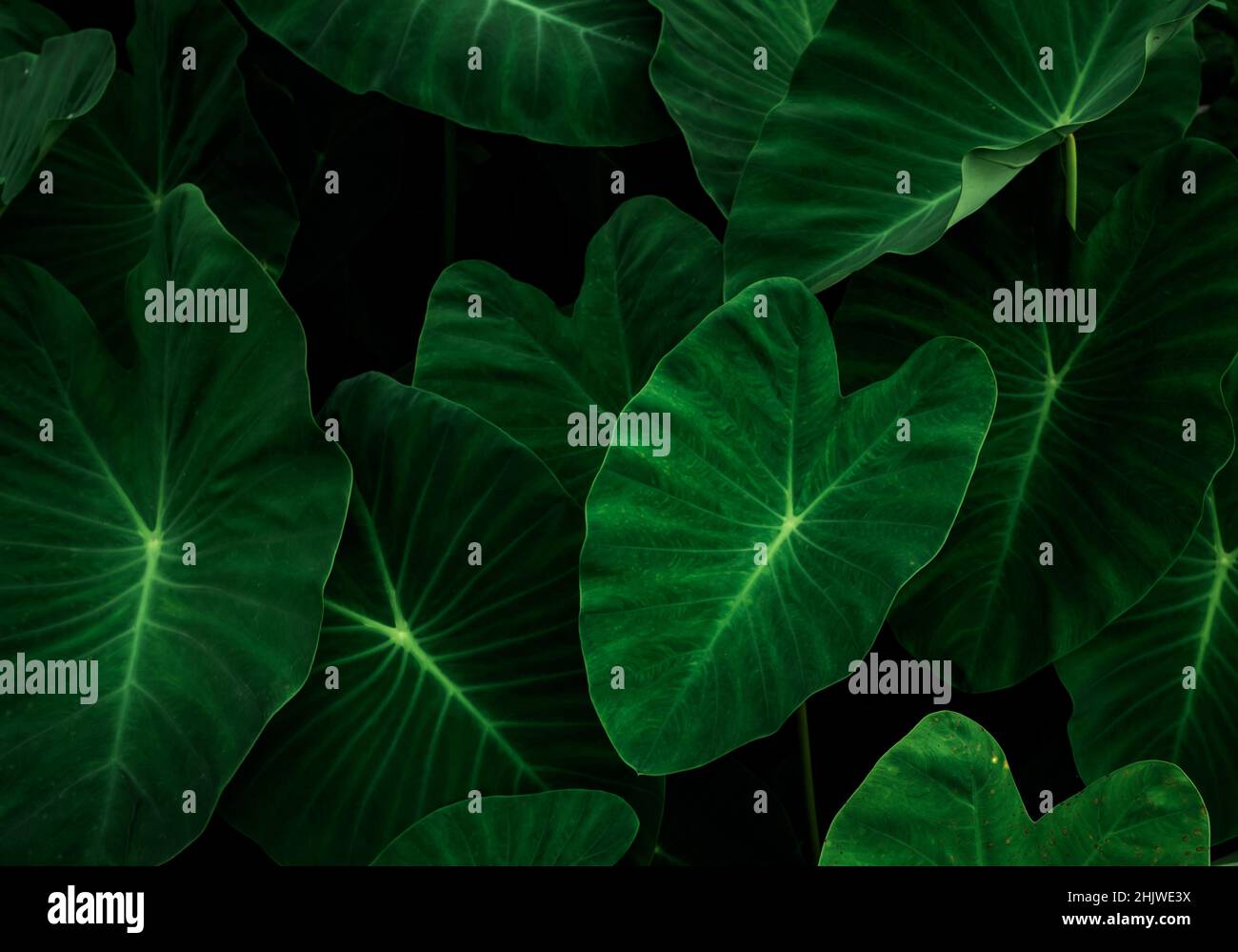 Closeup green leaves of elephant ear in garden. Green leaf texture for health and spa background. Green leaves on dark background. Greenery wallpaper. Stock Photo