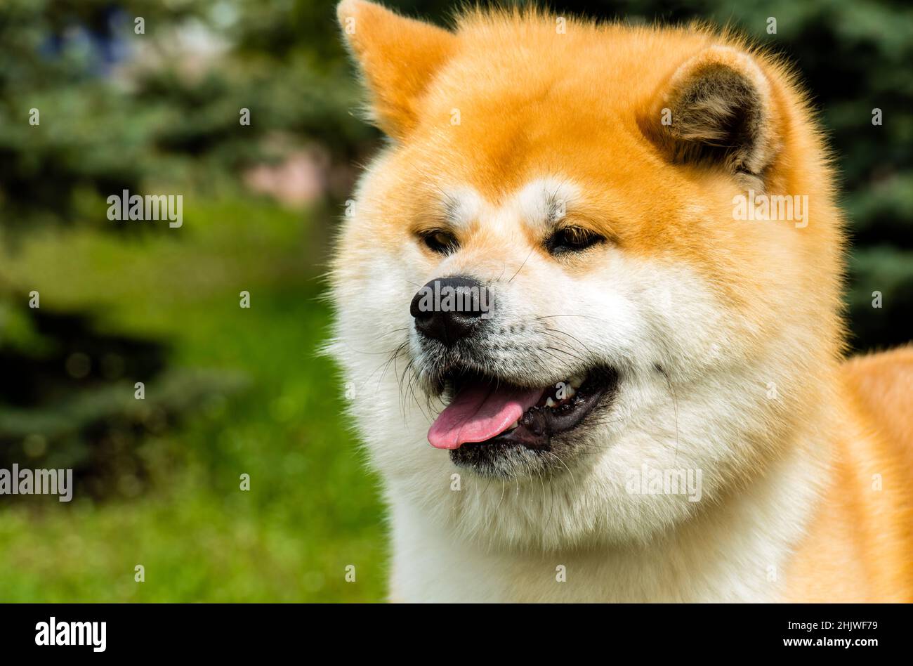 Japanese Akita Inu portrait. The Japanese Akita Inu is in the city park ...