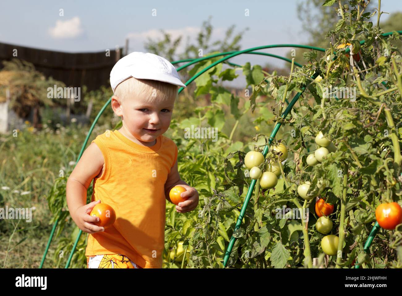 The happy boy holds tomatoes in the garden Stock Photo - Alamy