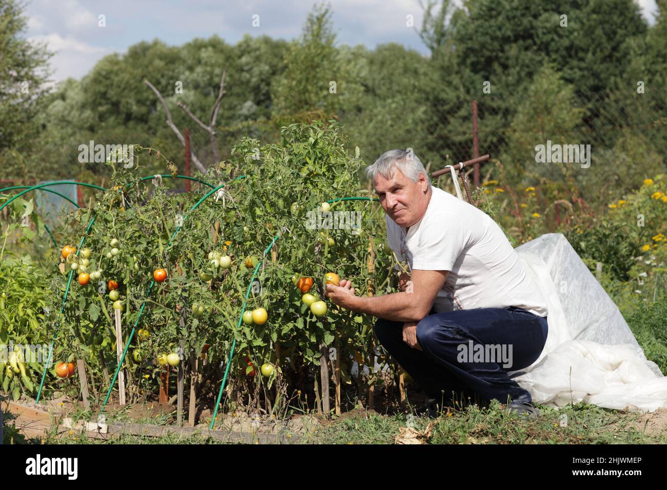 The mature man poses in the tomato garden Stock Photo - Alamy