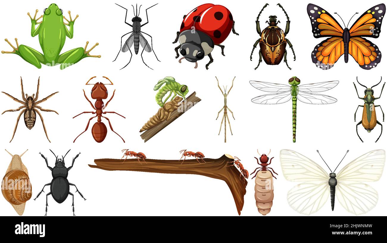 Different insects collection isolated on white background illustration ...