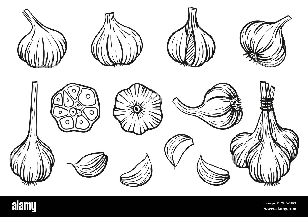 Garlic - vector illustration in sketch style. Head of garlic, cloves,  cloves, bunch, cut garlic. Linear black and white drawing. Ingredients for  cooking, vegetables Stock Vector Image & Art - Alamy