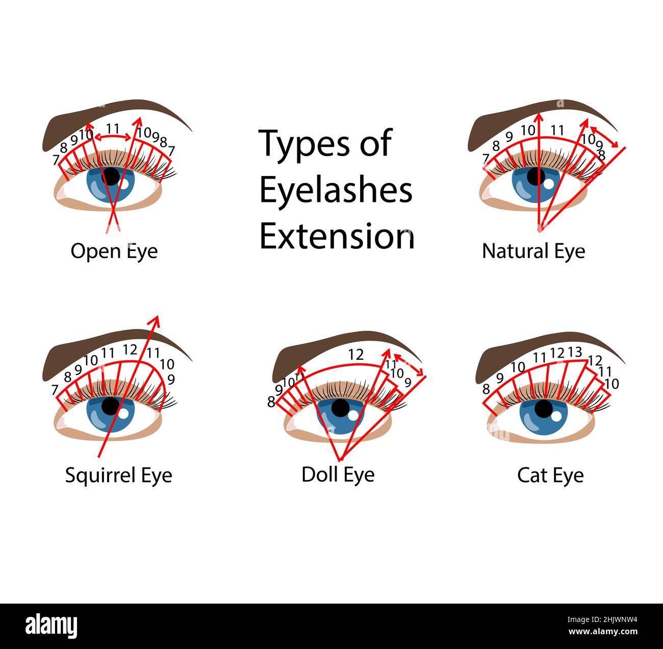 Eyelash Extension types and forms. For Beuty salons. Infographic Stock Vector Image & Art Alamy