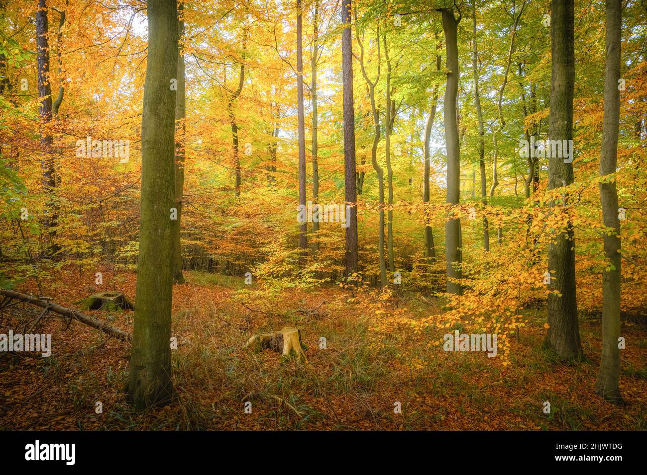 Beech forest in autumn with tree trunks Stock Photo