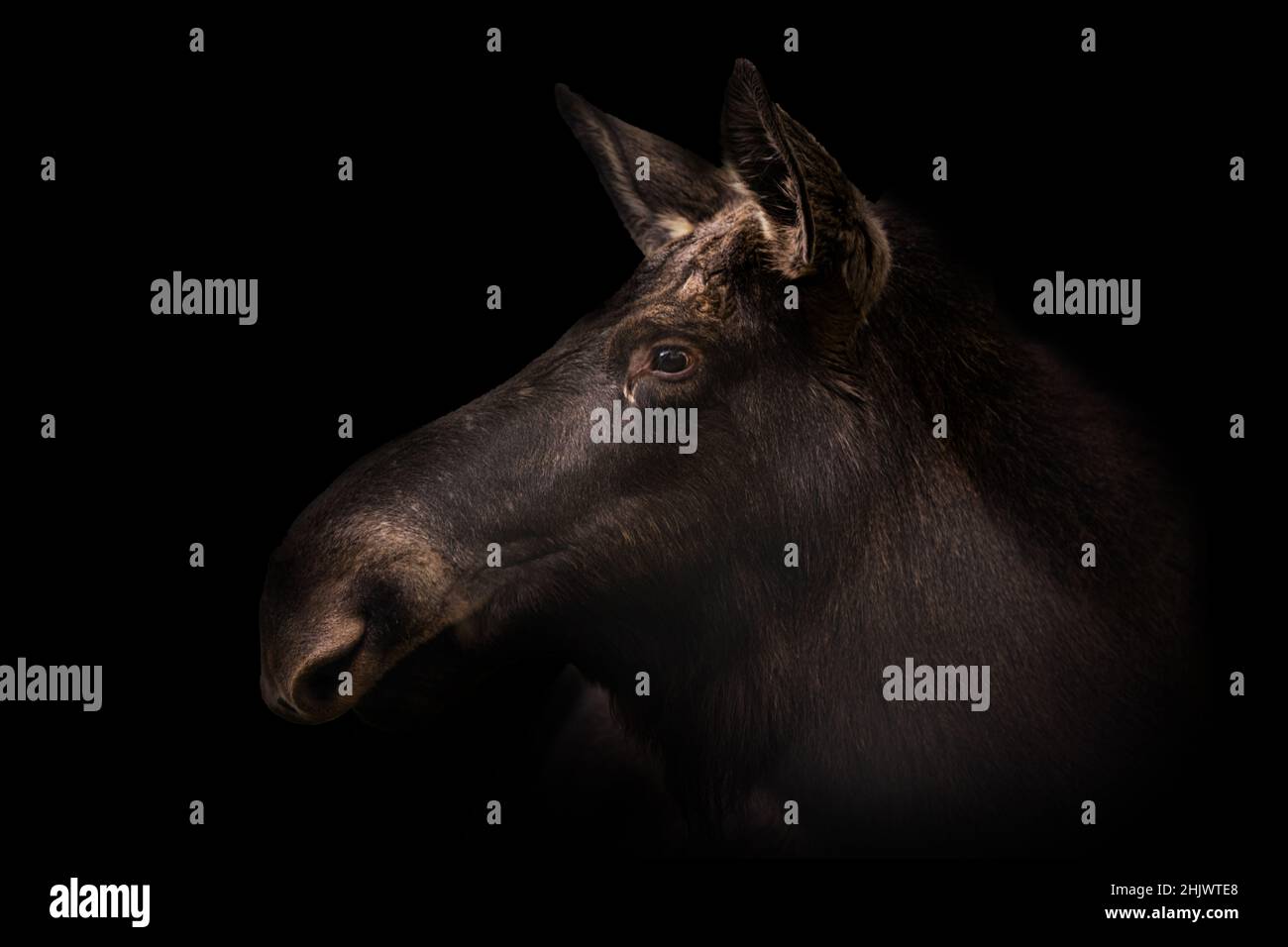 Head of female elk with black background Stock Photo