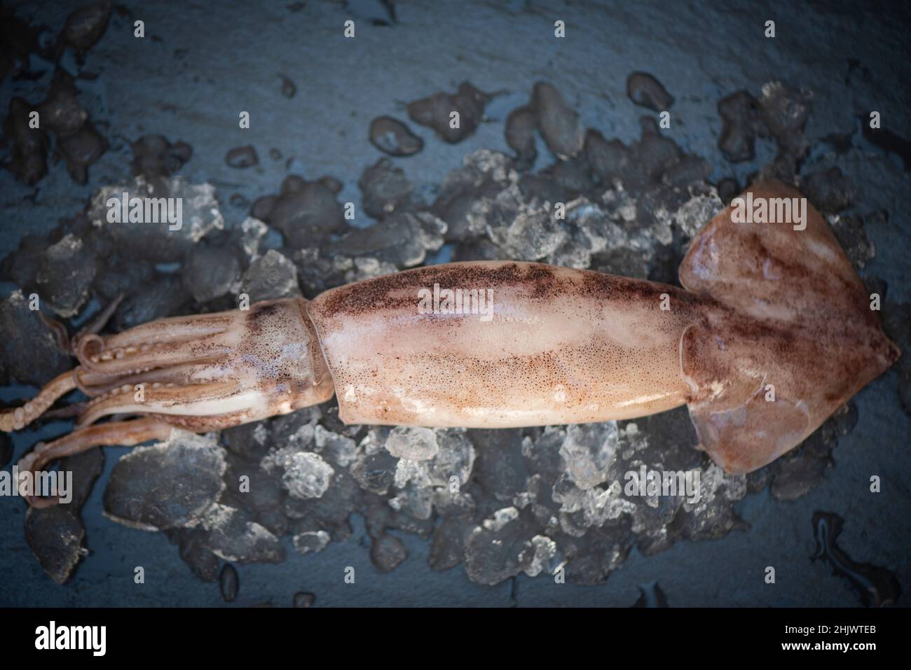 Raw squid on ice on the dark plate background, fresh squids octopus or