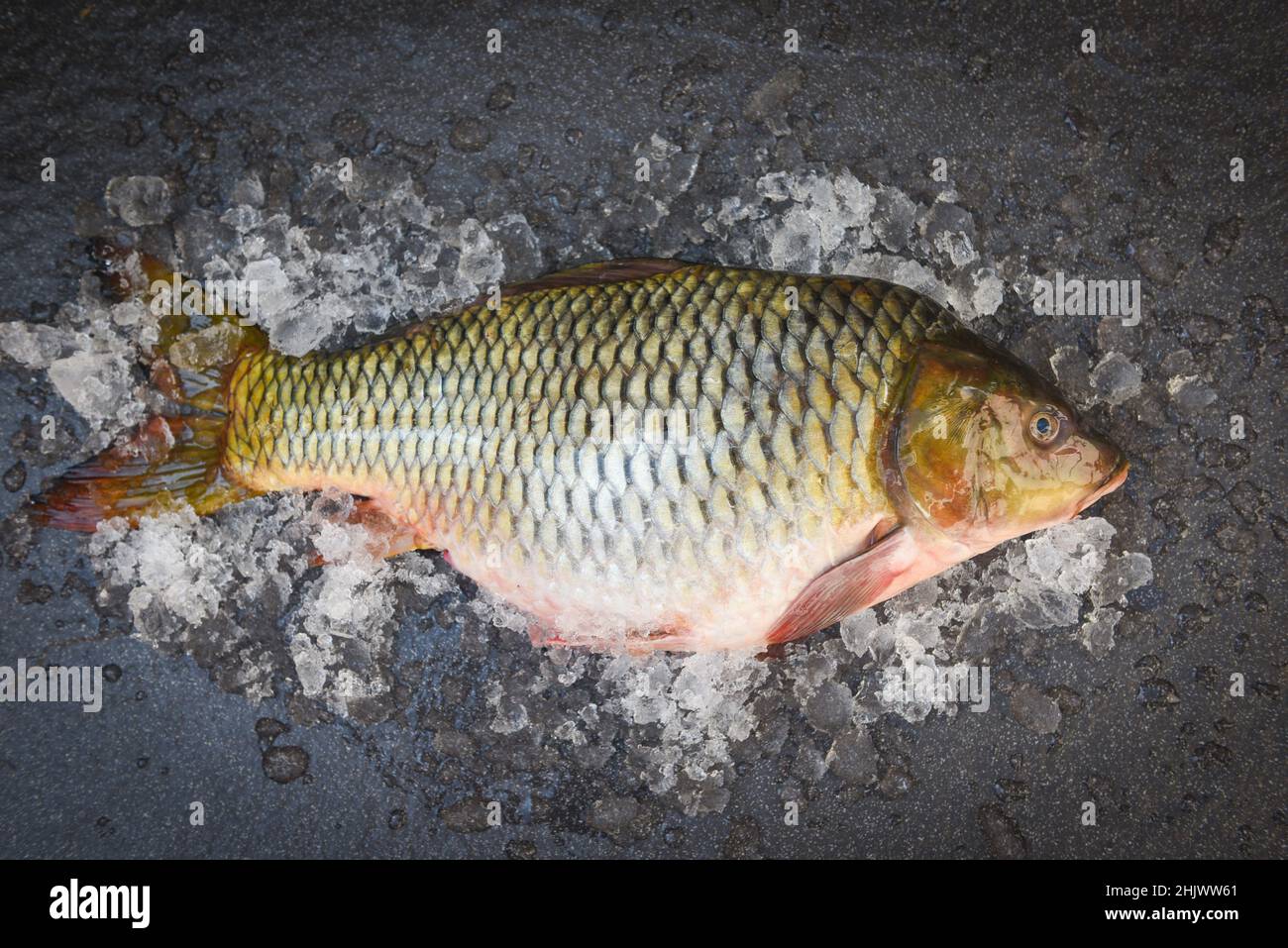 Carp fish, Fresh raw fish on ice for cooked food and dark background