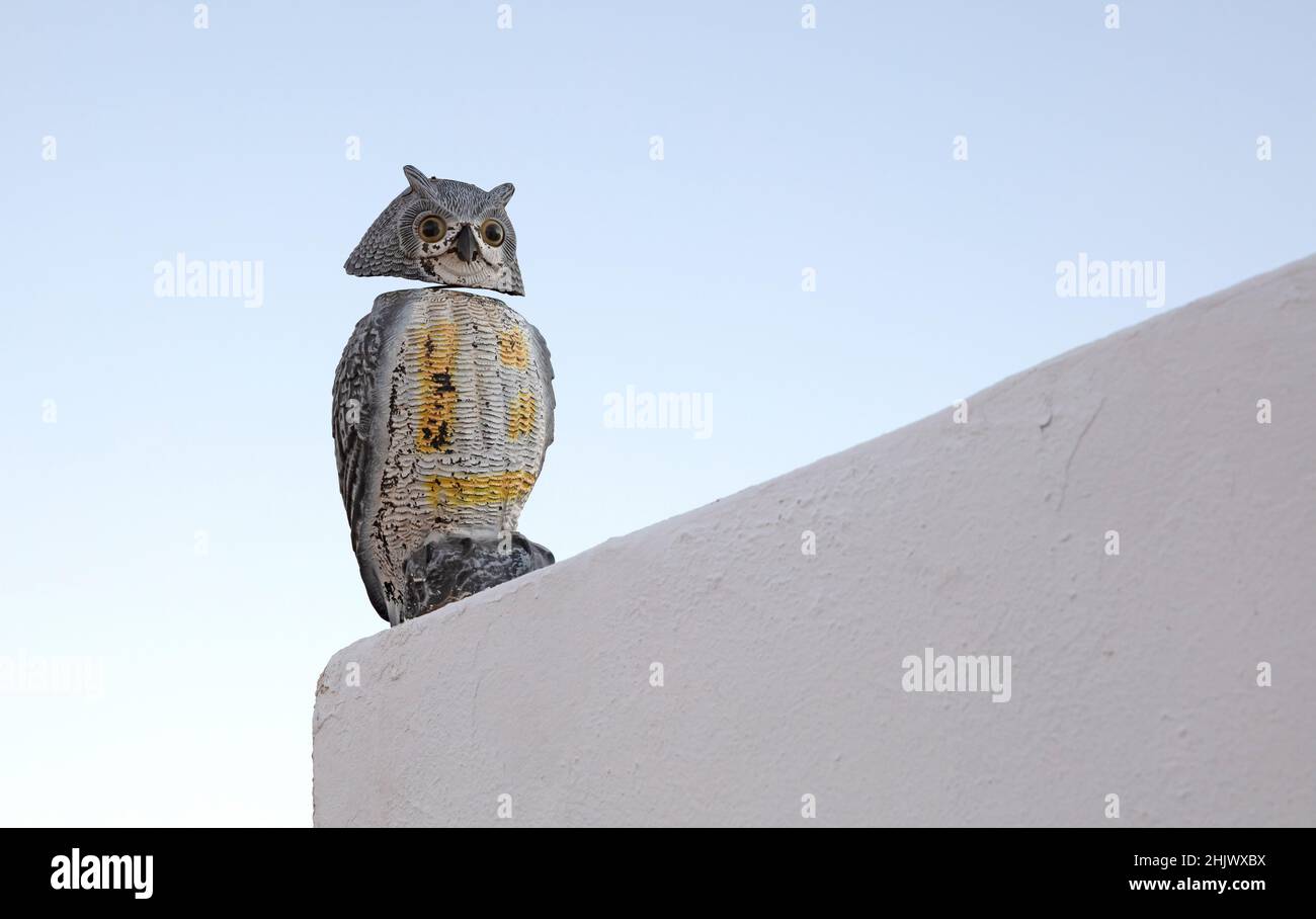 Wooden owl isolated on a wall, scaring away other birds Stock Photo Alamy