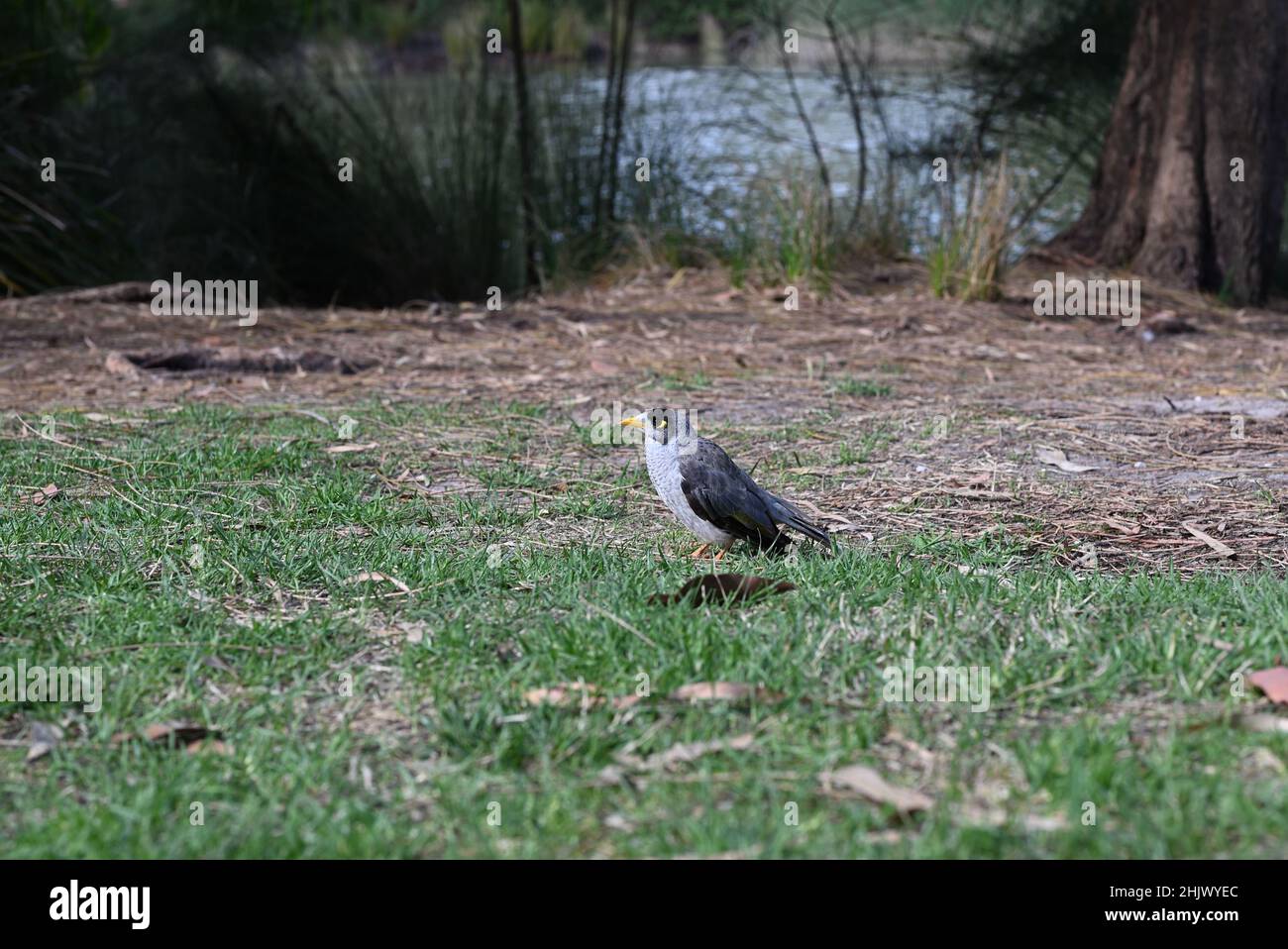 Noisy miner bird, manorina melanocephala, standing on a patch of grass, with vegetation, a lake, and a tree in the background Stock Photo