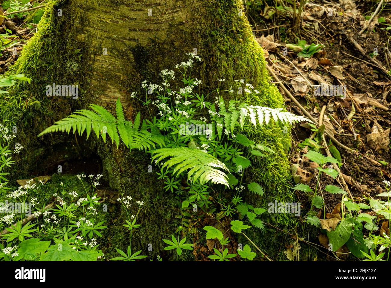 Close-up of tree trunk with fern and woodruff on the 'Weg der Blicke'  hiking trail, Extertal, Teutoburg Forest, North Rhine-Westphalia, Germany Stock Photo