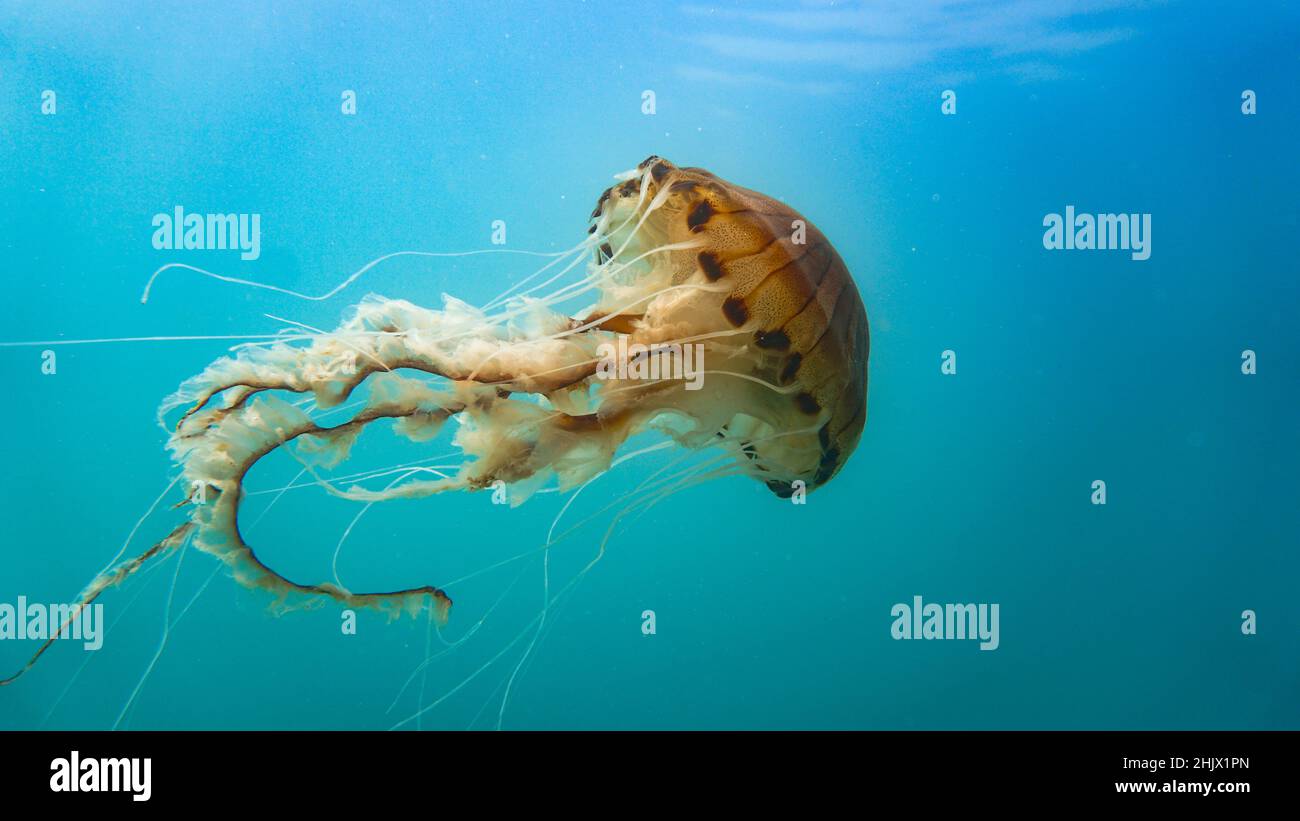 Compass jellyfish (Chrysaora hysocella) midwater in Cardigan Bay, Wales Stock Photo