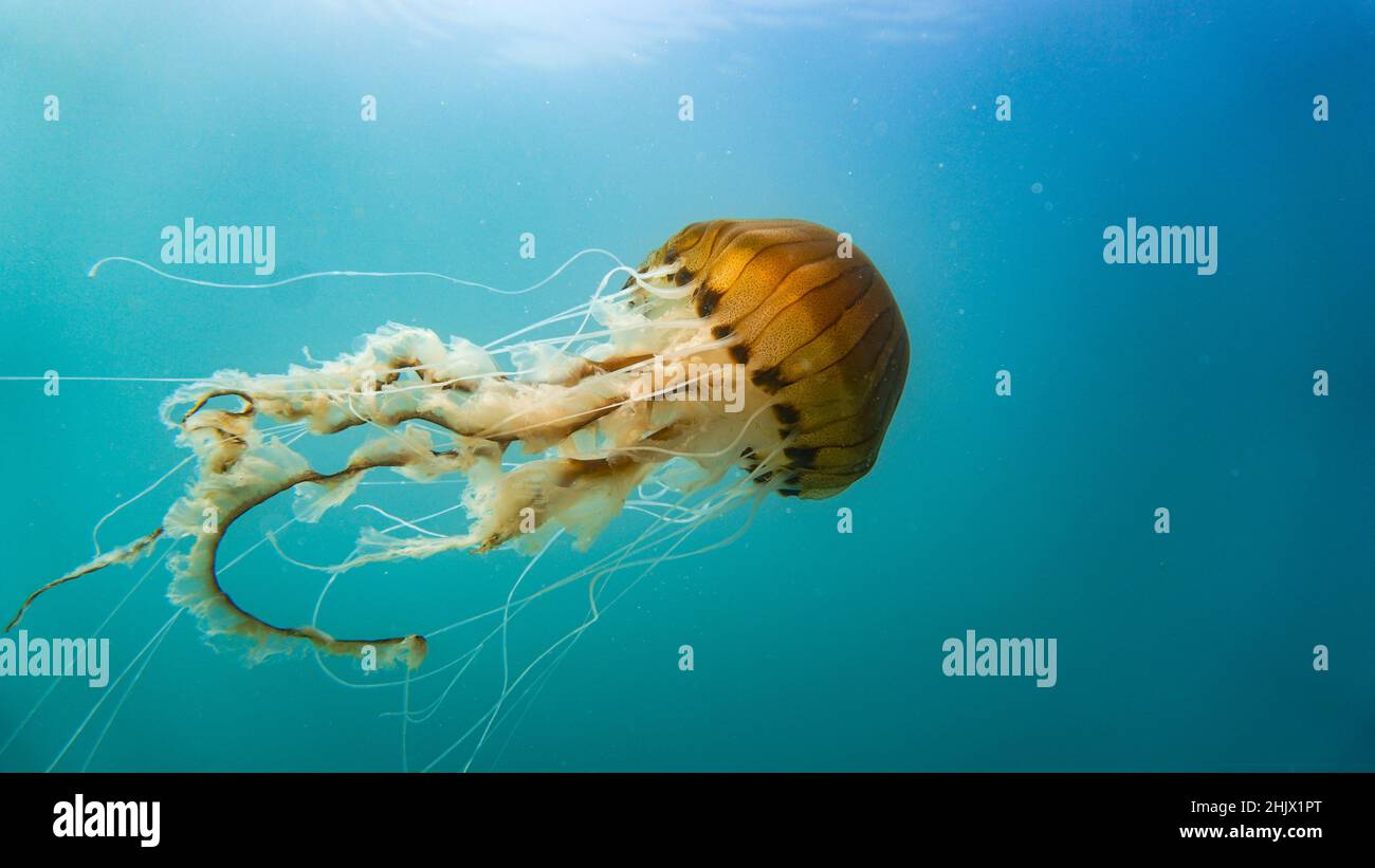 Compass jellyfish (Chrysaora hysocella) swimming midwater in Cardigan Bay, Wales Stock Photo