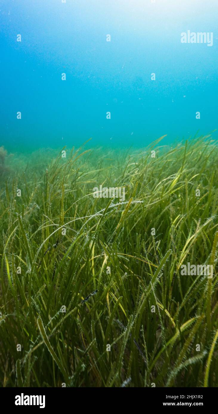 Amongst the eelgrass (Zostera marina) meadow in Porthdinllaen, North Wales Stock Photo
