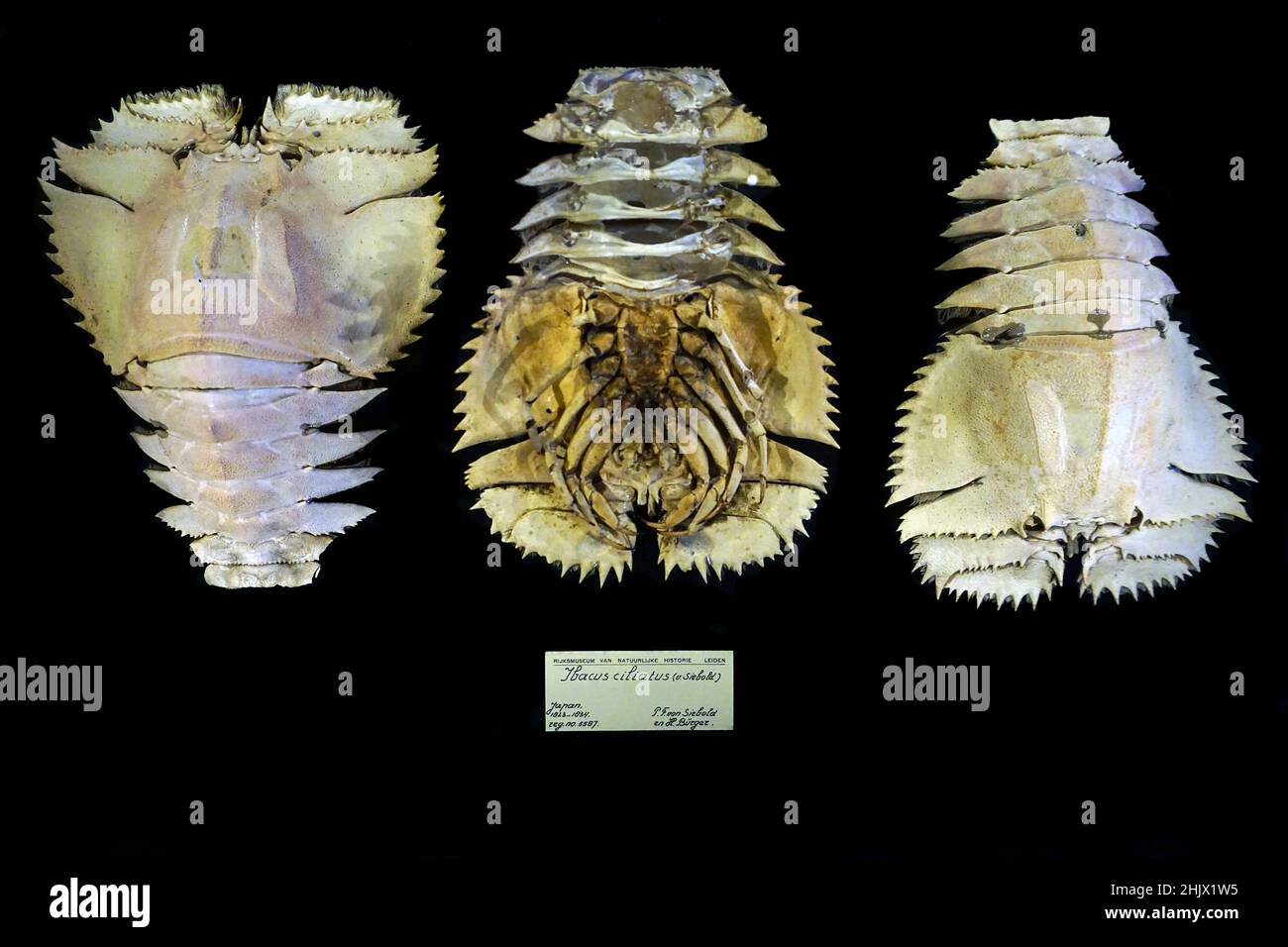 Ibacus ciliatus (von Siebold, 1824) the original specimen found by P.F.von Siebold and H.Burger in Japan 1823-1824. reg.no.5587  Ibacus ciliatus is a species of slipper lobster from the north-west Pacific Ocean Stock Photo