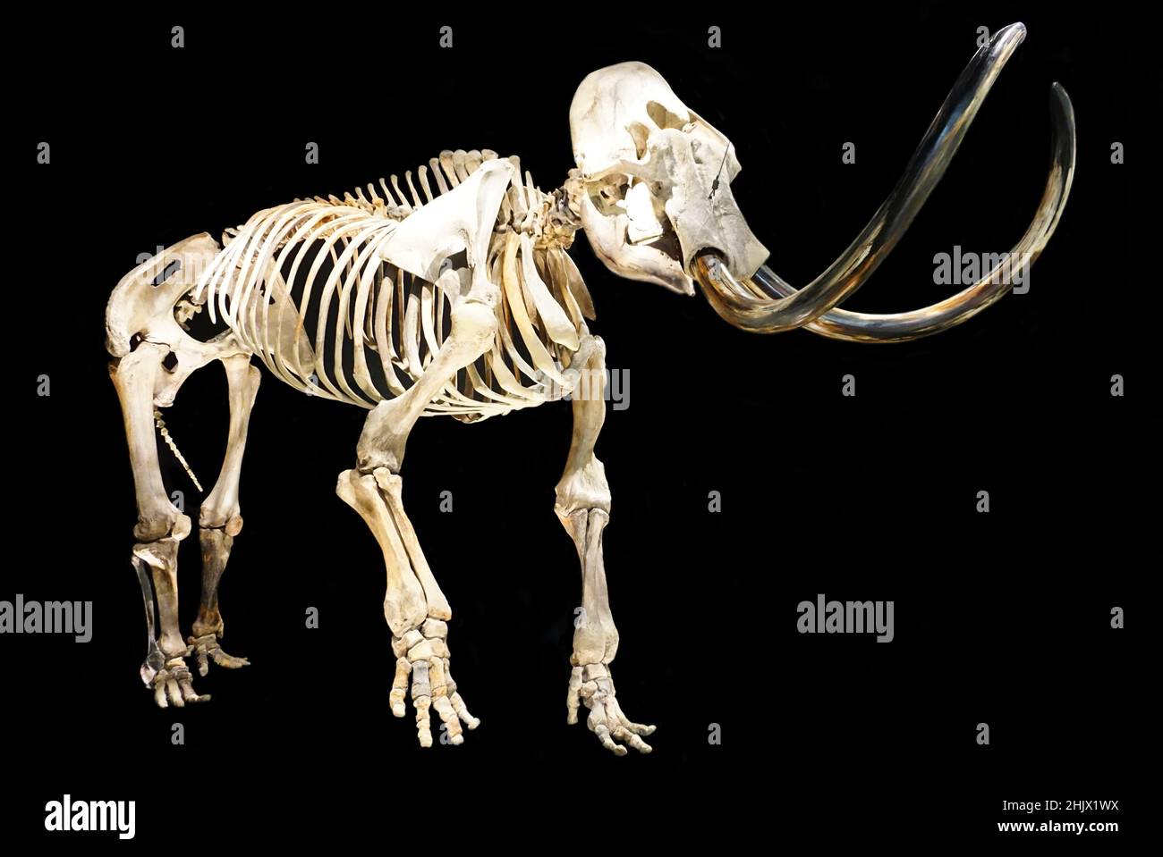 Holocene extinction hi-res stock photography and images - Alamy, image size:1300x959