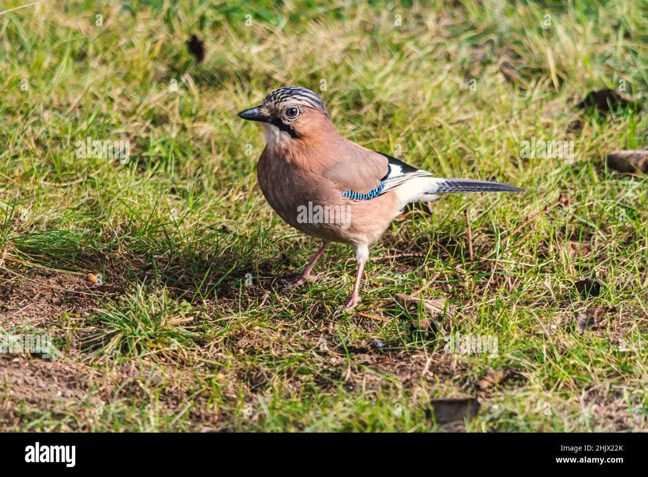 Eurasian jay - a bird of the crow family Stock Photo - Alamy