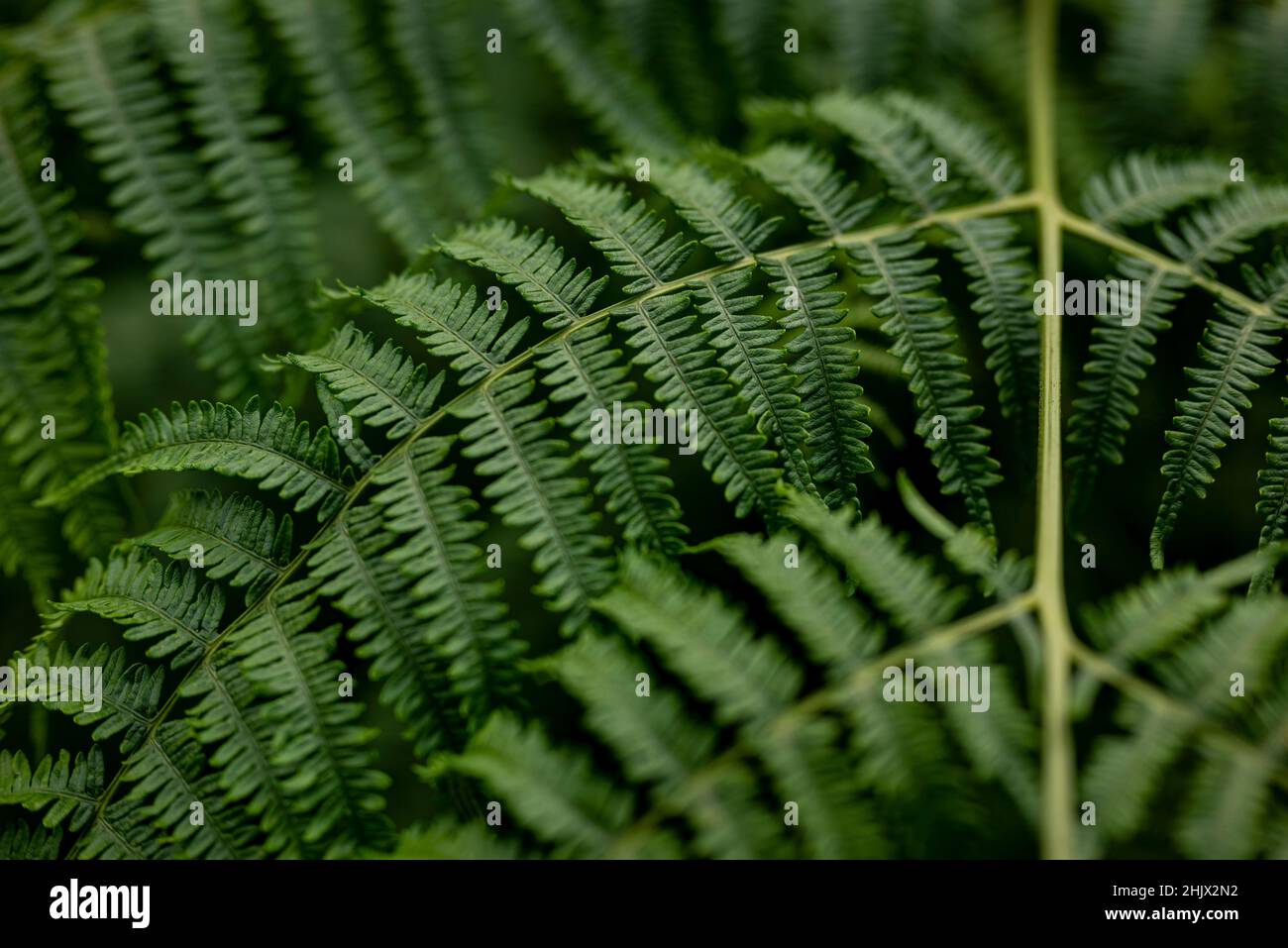 Close up of fresh green common lady fern (Athyrium filix-femina), suitable as an abstract background for themes related to nature and sustainability Stock Photo