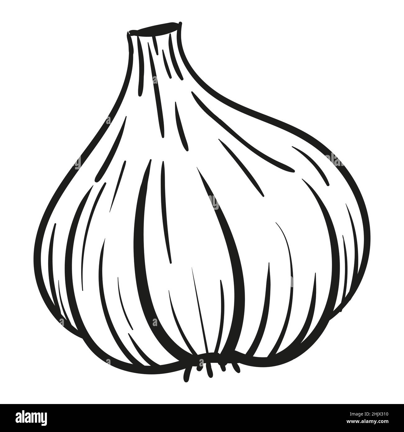 Garlic Drawing Clove
