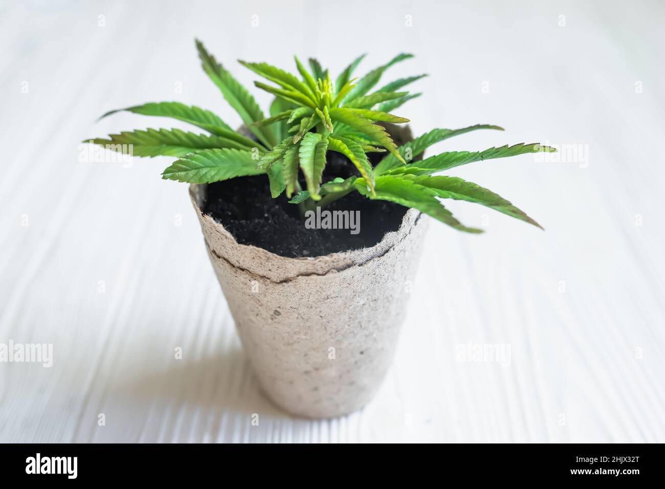Growing hemp at home in pots of recyclable materials. Sprouts of young spring early hemp with the first leaves of medicinal marijuana. Stock Photo